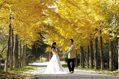 秋季的银杏景观大道,常常被用来拍摄婚纱照.图/cfp