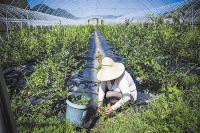 四渡河村附近的蓝莓种植基地.