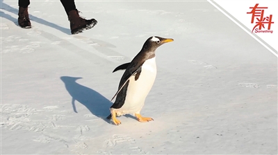 企鹅初次见雪充满好奇 雪地"撒欢"留下足迹